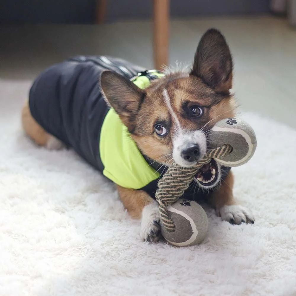 Jouet à mâcher pour animaux de compagnie, corde en coton, haltère de tennis, balle en caoutchouc, jouet interactif pour chiens de taille moyenne et grande, fournitures de jeu pour animaux - LUXARAH
